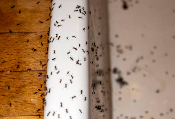 Best Pest Control Near Me in Sweet Springs, MO