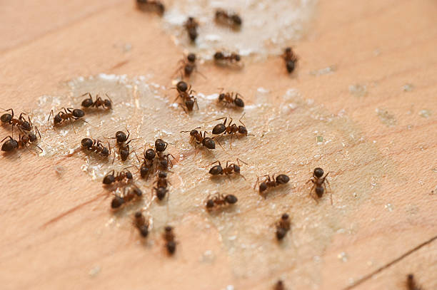 Best Best Pest Control Companies  in Sweet Springs, MO