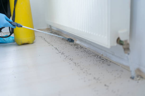 Best Rat Extermination Near Me  in Sweet Springs, MO
